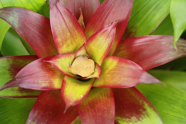 Bromelia Kwiat Ogrodzie Naturą — Zdjęcie stockowe