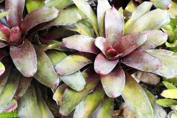 Bromeliad Çiçek bahçesinde bulunan doğa