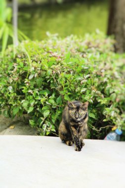 Kedi güzel bahçede bakıyorsun