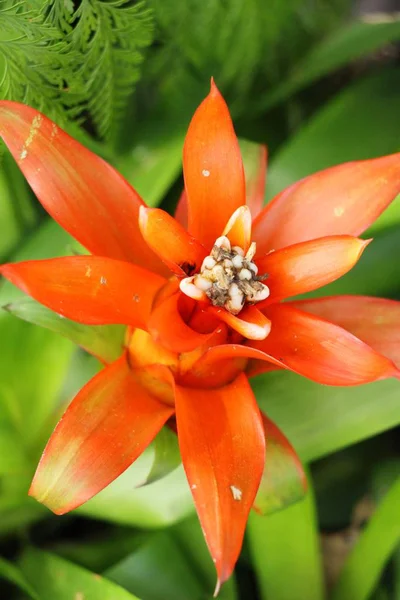 Bromeliad Flower Garden Nature — Stock Photo, Image