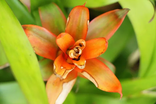 Bromeliad Flower Garden Nature — Stock Photo, Image