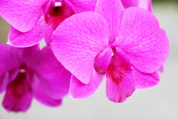 Květ Orchideje Krásné Přírodě — Stock fotografie