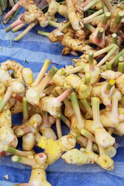 Galangal Fresco Para Cocinar Mercado — Foto de Stock