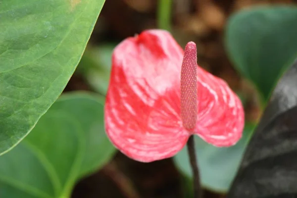 Plamenný Květ Krásné Přírodě — Stock fotografie