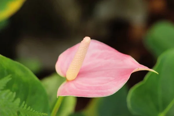 Flamingo Kwiat Pięknej Przyrody — Zdjęcie stockowe