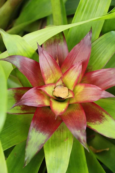 Bromelia Kwiat Ogrodzie Naturą — Zdjęcie stockowe