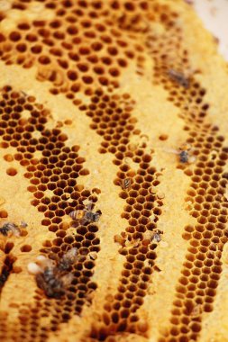 doğa ile bal altın petek