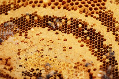 doğa ile bal altın petek