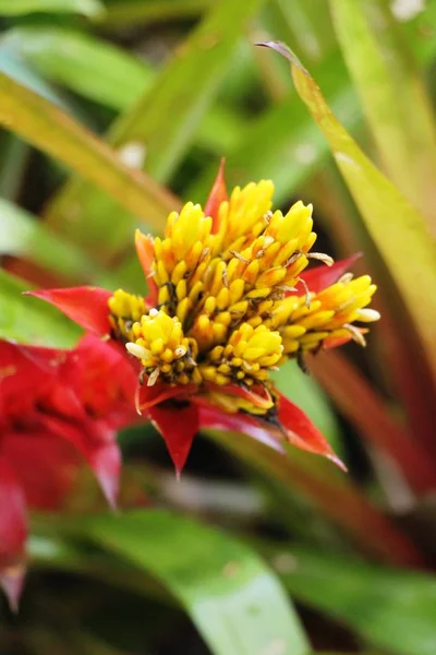 Bromélia Flor Jardim Com Natureza — Fotografia de Stock