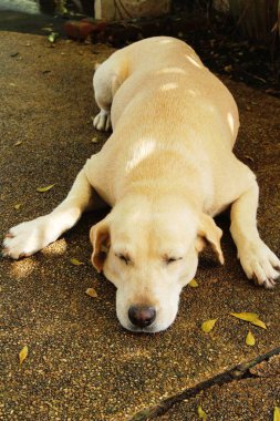 Kahverengi köpek şirin yere bakıyor