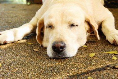 Kahverengi köpek şirin yere bakıyor