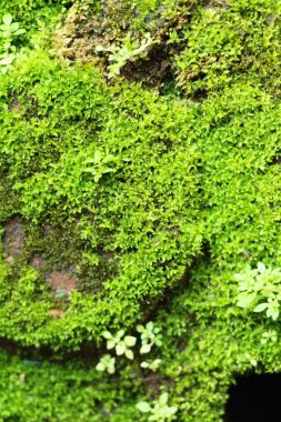 Yeşil yosun doğa ile rock katta