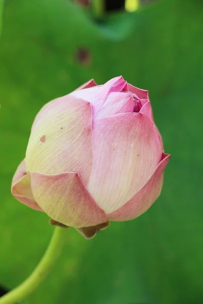 Krásné Lotus Rybník Přírodou — Stock fotografie