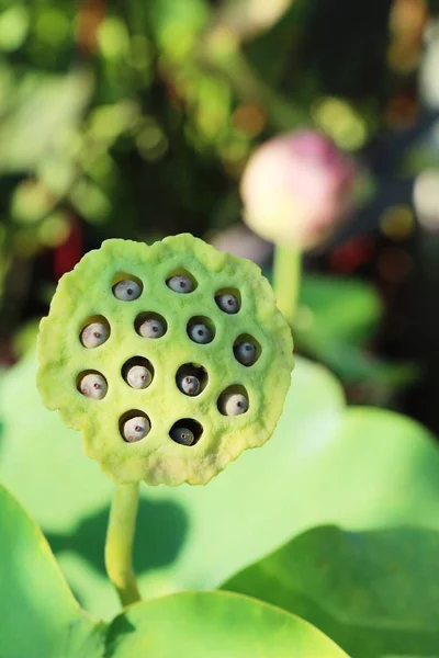 Beautiful lotus seed in pond with nature