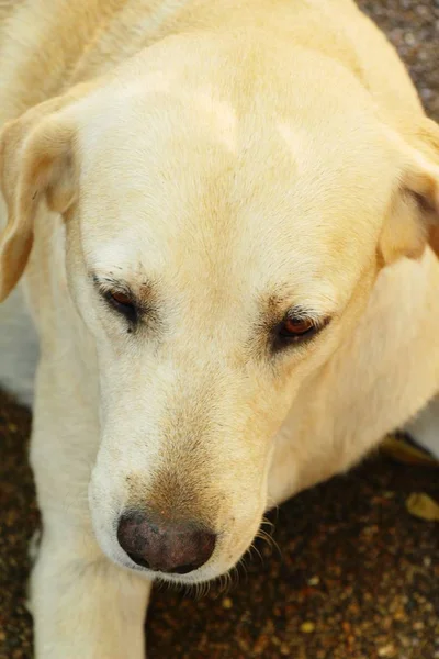 Kahverengi Köpek Şirin Yere Bakıyor — Stok fotoğraf