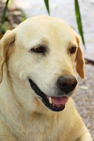 Brun Hund Söt Stirrar Golvet — Stockfoto