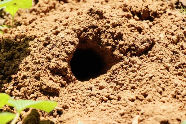 Ameisennest Mit Der Natur — Stockfoto