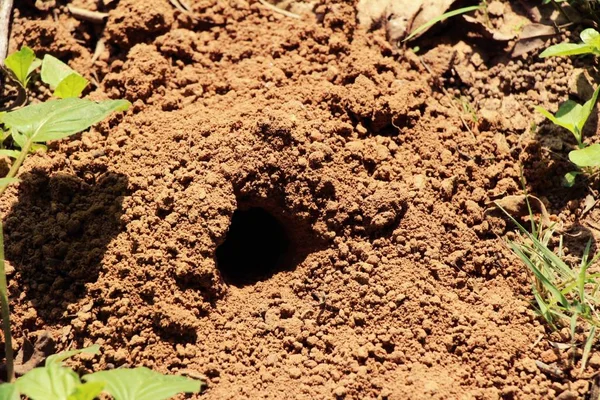 Formigas Ninho Com Natureza — Fotografia de Stock