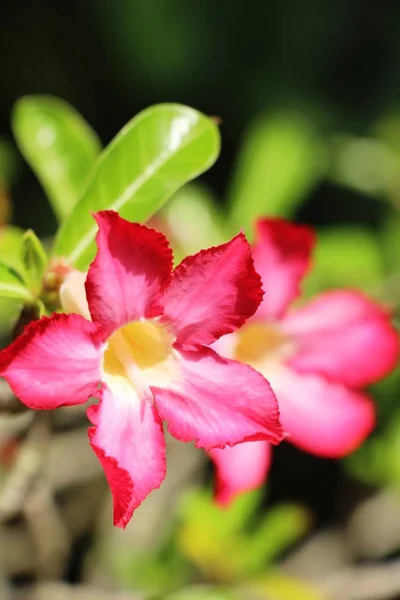 Florile Azalea Sunt Frumoase Grădină — Fotografie, imagine de stoc