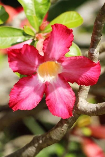Azalea Virágok Gyönyörű Kert — Stock Fotó