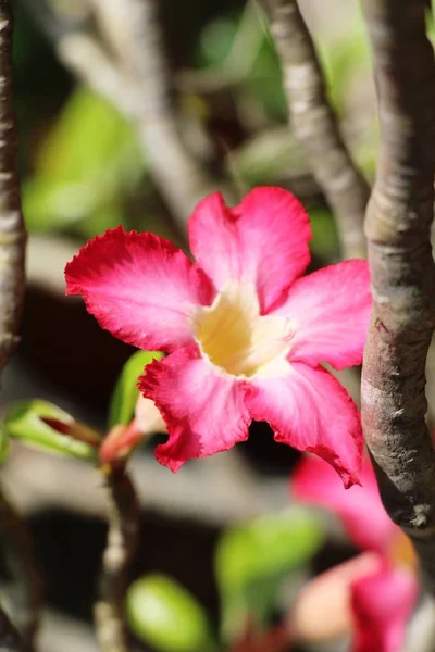 Azaleen Blühen Schön Garten — Stockfoto