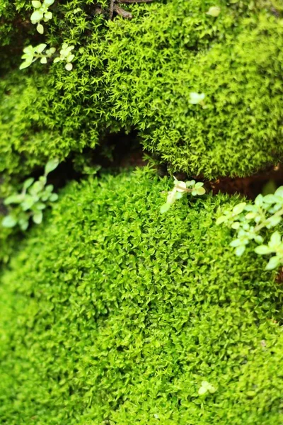 Musgo Verde Sobre Suelo Roca Con Naturaleza —  Fotos de Stock