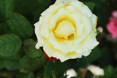 Güzel güller bahçede çiçek açan