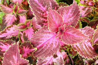 Bahçe doğa ile kırmızı yaprakları