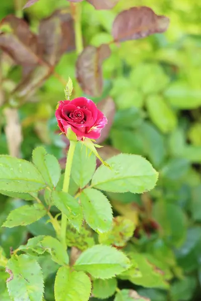 Belle Rose Sta Fiorendo Nel Giardino — Foto Stock