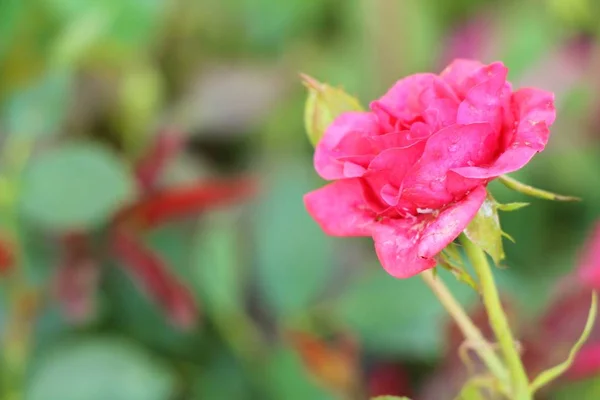 Hermosas Rosas Florecen Jardín — Foto de Stock