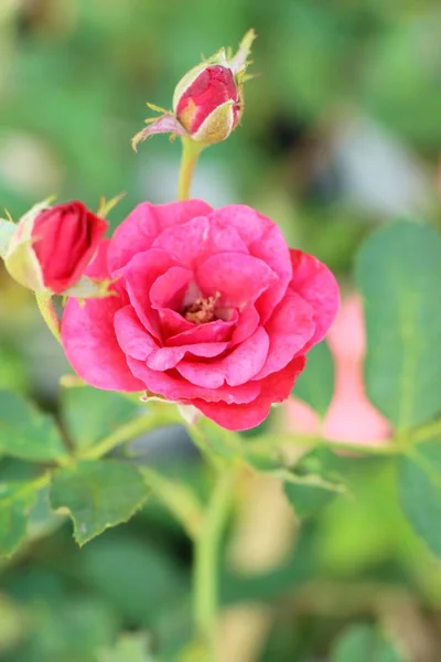 Piękne Róże Jest Pełnym Rozkwicie Ogrodzie — Zdjęcie stockowe