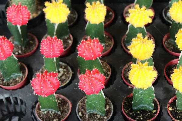 Vacker Liten Kaktus Potten — Stockfoto