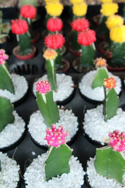 Beautiful Small Cactus Pot — Stock Photo, Image