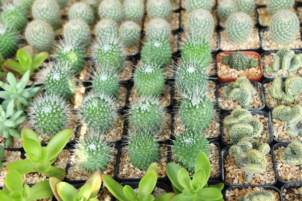 Hermoso Pequeño Cactus Olla —  Fotos de Stock