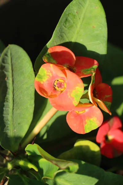 Atatürk milli doğada dikenli taç