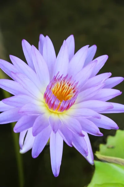 Beautiful Lotus Pond Nature — Stock Photo, Image