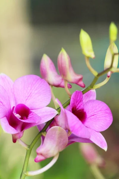 Fiore Orchidea Bello Nella Natura — Foto Stock