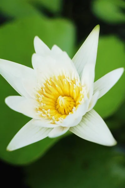 Doğa Ile Havuzda Güzel Lotus — Stok fotoğraf