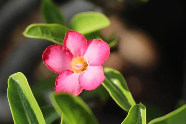 庭のツツジの花は美しい — ストック写真