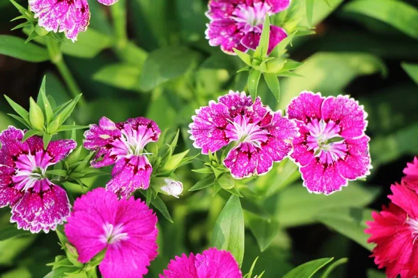 Hermosas Flores Colores Jardín — Foto de Stock