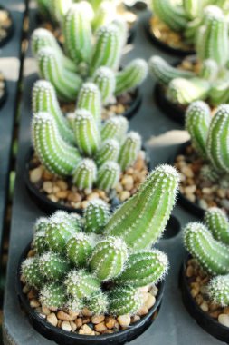Güzel küçük tencerede kaktüs