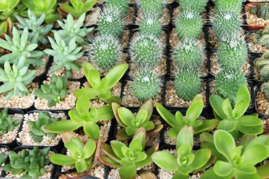 Güzel küçük tencerede kaktüs