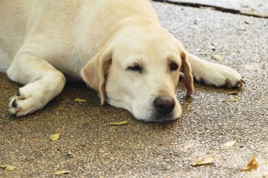 Kahverengi köpek şirin yere bakıyor