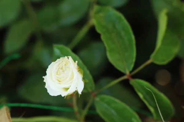 Beautiful Roses Blooming Garden — Stock Photo, Image