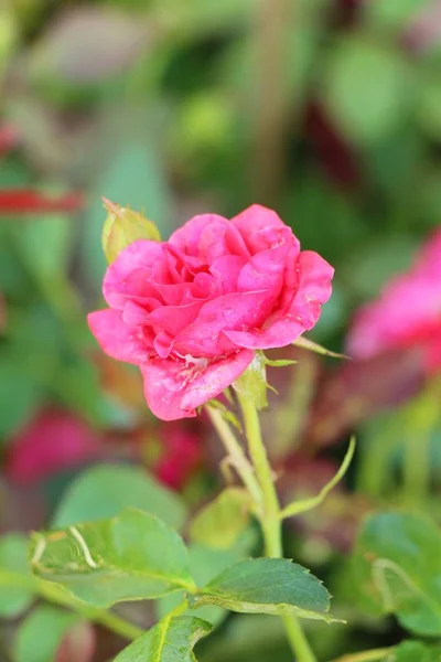Vackra Rosor Blommar Trädgården — Stockfoto