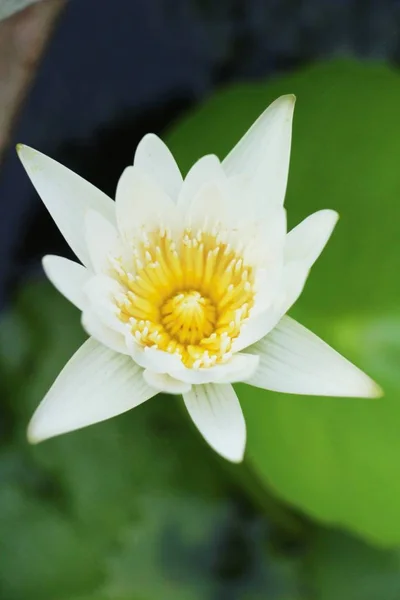 Vackra Lotus Dammen Med Naturen — Stockfoto