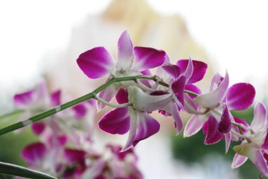 Orkide çiçek güzel doğa