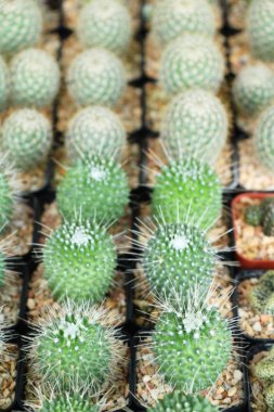 Güzel küçük tencerede kaktüs