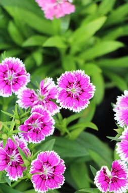 Bahçede güzel renkli çiçek