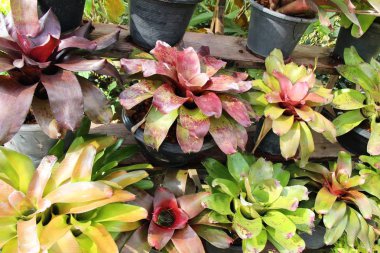 Bromeliad Çiçek bahçesinde bulunan doğa